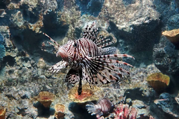 Lvice Pterois Bohatá Jedovaté Mořské Ryby Běžně Známé Jako Lvice — Stock fotografie