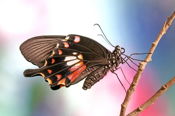 一般的なモルモン蝶 Papilio Polutes 選択的焦点 ぼやけた自然背景 — ストック写真