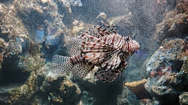 Lionfish Pterois Pez Marino Venenoso Comúnmente Conocido Como Lionfish Zebrafish — Foto de Stock