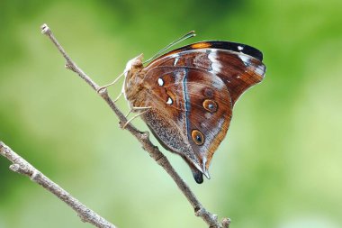  Autumn Leaf Butterfly (Doleschallia bisaltide) Güney Asya, Güneydoğu Asya ve Avustralya 'da bulunan nemfobik kelebek. Avustralya 'da yaprak kanadı olarak da bilinir. Seçici odak