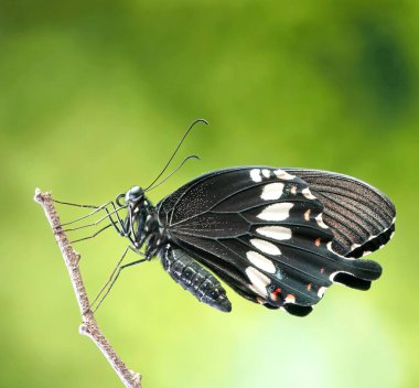 Genel Mormon Kelebeği (Papilio kirliliği) (Erkek) Seçici odak, bulanık doğa arka planı