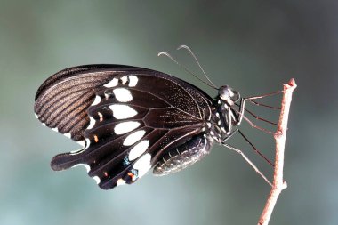 Genel Mormon Kelebeği (Papilio kirliliği) (Erkek) Seçici odak, bulanık doğa arka planı