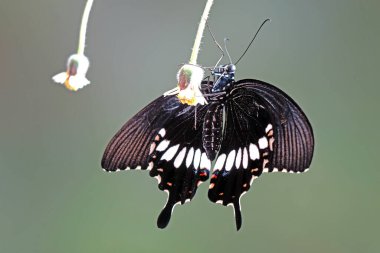 Genel Mormon Kelebeği (Papilio kirliliği) (Erkek) Seçici odak, bulanık doğa arka planı