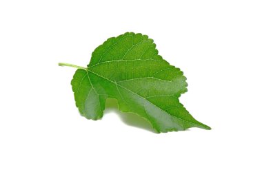 Taze yeşil dut yaprağı beyaz arkaplanda izole