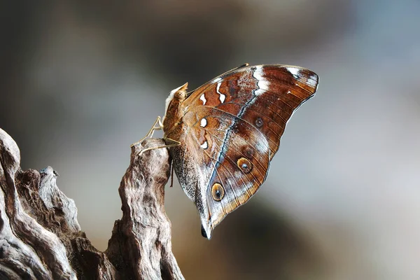 秋叶蝴蝶 Doleschallia Bisaltide Doleschallia Bisaltide 是一种生活在南亚 东南亚和澳洲的美丽蝴蝶 在澳大利亚 牠们也被称为叶翼 有选择的重点 — 图库照片