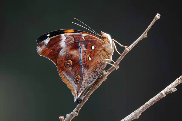 Осенняя Листовая Бабочка Doleschallia Bisaltide Нимфалидная Бабочка Обитающая Южной Азии — стоковое фото