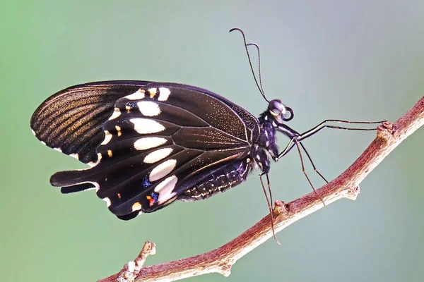 一般的なモルモン蝶 Papilio Polutes 選択的焦点 ぼやけた自然背景 — ストック写真