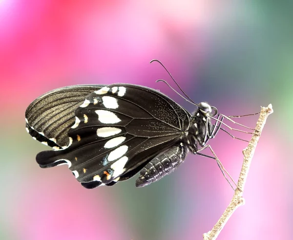 Common Mormon Butterfly Papilio Pollutes Мужской Селективный Фокус Размытый Природный — стоковое фото