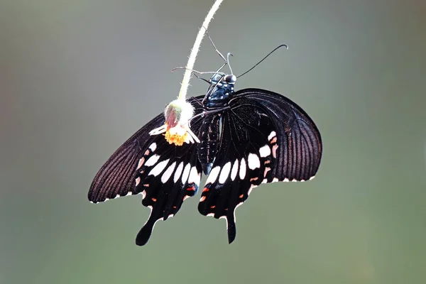 Veel Voorkomende Mormoonse Vlinder Papilio Vervuilt Man Selectieve Focus Wazig — Stockfoto