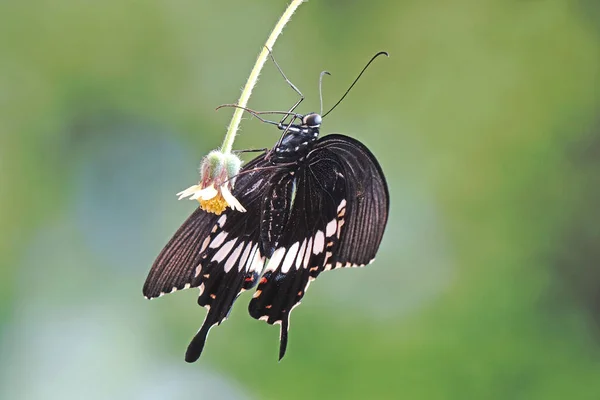 Veel Voorkomende Mormoonse Vlinder Papilio Vervuilt Man Selectieve Focus Wazig — Stockfoto