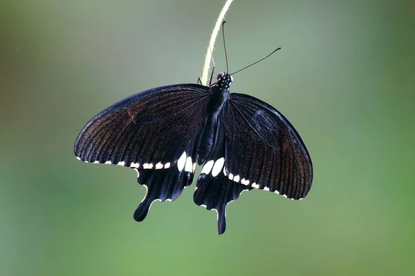 Vanlig Mormonfjäril Papilio Förorenar Man Selektivt Fokus Suddig Natur Bakgrund — Stockfoto