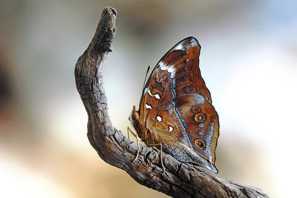 紅葉蝶 Dellchallia Bisaltide 南アジア 東南アジア オーストラリアで見られるニンファリッド蝶である オーストラリアでは 次のようにも呼ばれます 選択的焦点 — ストック写真