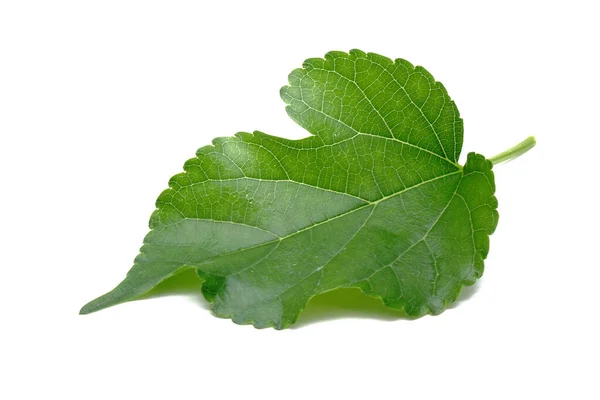 Hoja Morera Verde Fresca Aislada Sobre Fondo Blanco — Foto de Stock