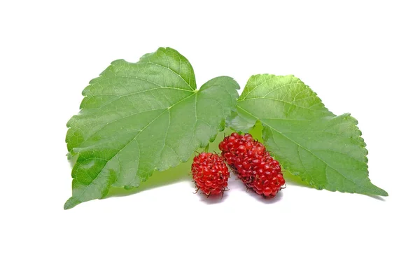 Red Mulberry Green Leaves Isolated White Background — Stock Photo, Image