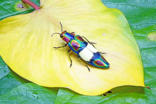 Rainbow Jewel Beetle Chrysochroa Fulgens Самый Красочный Жук Таиланда Юго — стоковое фото