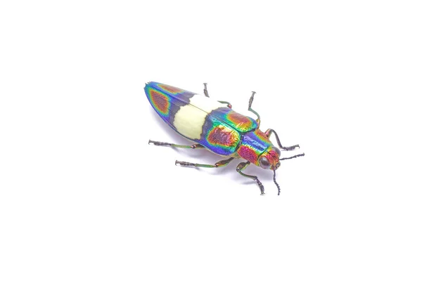 Rainbow Jewel Beetle Chrysochroa Fulgens Besouro Mais Colorido Mundo Tailândia — Fotografia de Stock