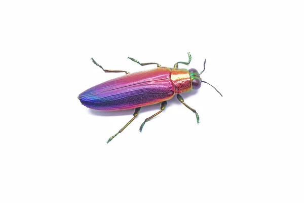 Jewel Beetle Chrysochroa Fulminans Nishiyamai Dos Mais Belos Besouros Mundo — Fotografia de Stock