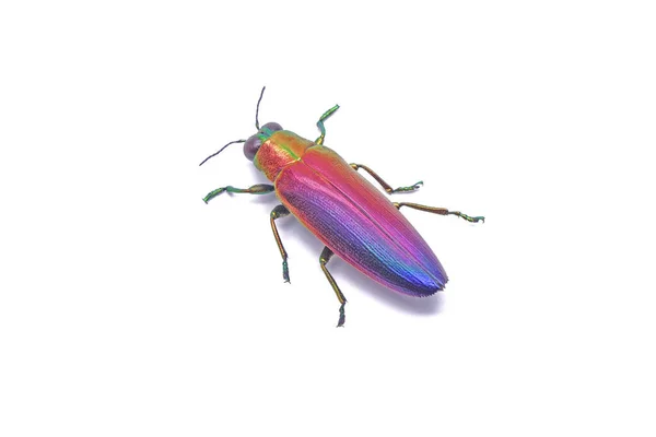 宝石甲虫 Chrysochroa Fulminans Nishiyamai 是世界上最美丽的甲虫之一 原产于印度尼西亚锡努克 因白人背景而被隔离 — 图库照片