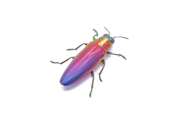 宝石甲虫 Chrysochroa Fulminans Nishiyamai 是世界上最美丽的甲虫之一 原产于印度尼西亚锡努克 因白人背景而被隔离 — 图库照片