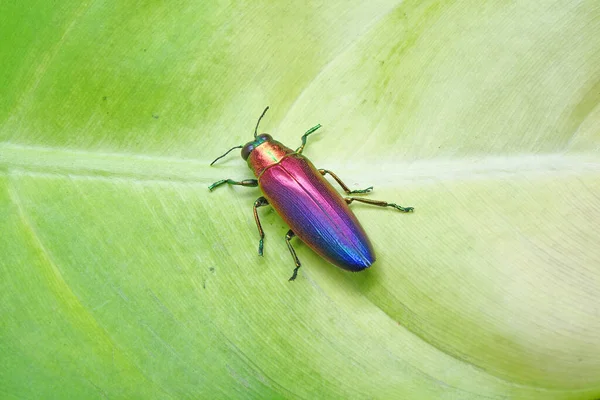 宝石甲虫 Chrysochroa Fulminans Nishiyamai 是世界上最美丽的甲虫之一 原产于印度尼西亚锡努克 有选择的重点 — 图库照片