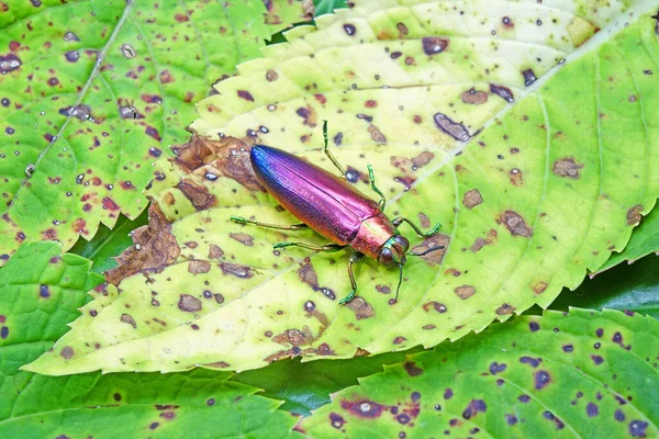 Juvelskalbagge Chrysochroa Fulminans Nishiyamai Världens Vackraste Skalbaggar Från Sinuk Indonesien — Stockfoto