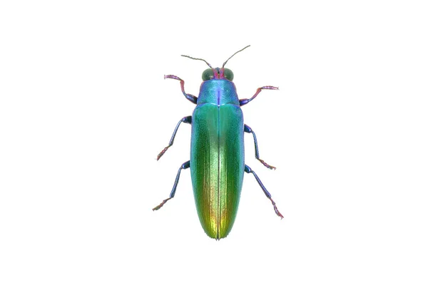 白色背景上分离的金属绿色甲虫 — 图库照片