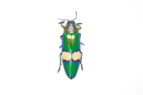 Jewel Beetle Chrysochroa Suandersii Isolado Sobre Fundo Branco — Fotografia de Stock