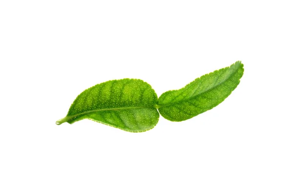 수프의 재료인 카피어 잎입니다 배경에 고립됨 — 스톡 사진