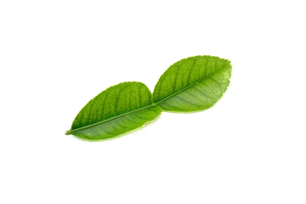 수프의 재료인 카피어 잎입니다 배경에 고립됨 — 스톡 사진