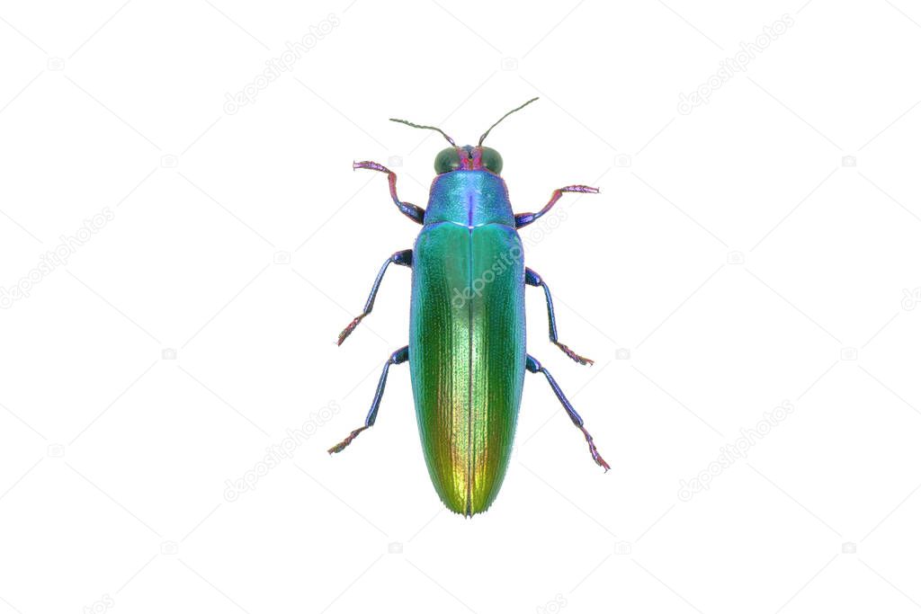 Metallic green color beetle isolated on white background