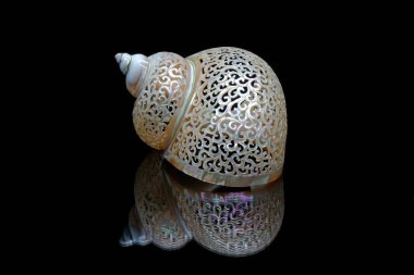 Güzel deniz kabukları (turbo emperialis) siyah arkaplanda yansımayla izole edilmiştir. Turbo imperialis, Turbinidae familyasından bir deniz salyangozu türü.