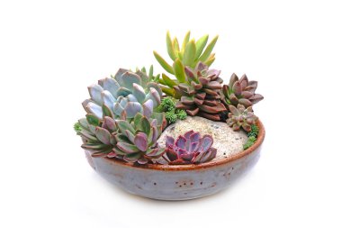 Beyaz arka planda izole edilmiş seramik kasedeki renkli sulular