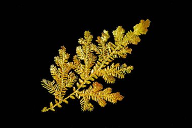 Siyah arkaplanda izole edilmiş altın eğreltiotu yaprağı