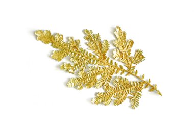 Beyaz arkaplanda izole edilmiş altın eğreltiotu yaprağı