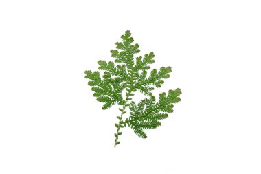 Tavuskuşu eğreltiotu yaprakları beyaz arkaplanda izole