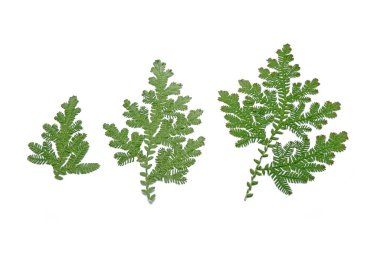 Tavuskuşu eğreltiotu yaprakları beyaz arkaplanda izole