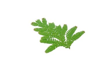 Tavuskuşu eğreltiotu yaprakları beyaz arkaplanda izole