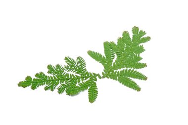 Tavuskuşu eğreltiotu yaprakları beyaz arkaplanda izole