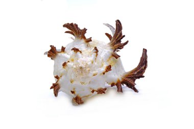 Ramose murex (Chicoreus ramosus), Muricidae familyasından bir deniz salyangozu türüdür. İzole edilmiş deniz kabukları