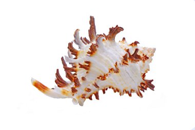 Ramose murex (Chicoreus ramosus), Muricidae familyasından bir deniz salyangozu türüdür. İzole edilmiş deniz kabukları