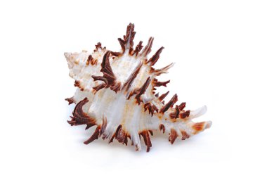 Ramose murex (Chicoreus ramosus), Muricidae familyasından bir deniz salyangozu türüdür. İzole edilmiş deniz kabukları