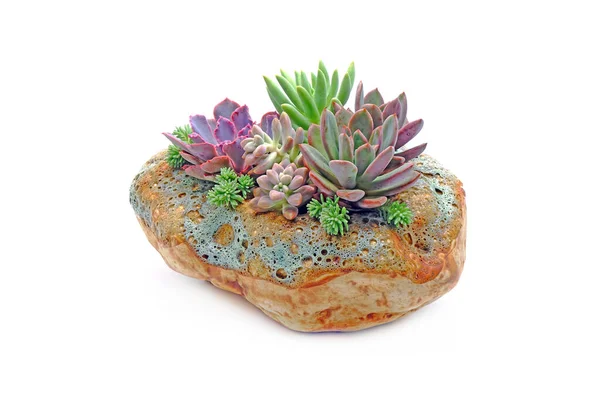 Colorate Succulente Ceramica Pietra Isolata Fondo Bianco — Foto Stock