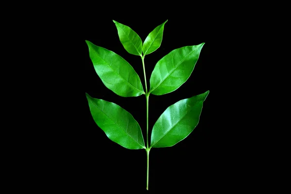 Green Leaf Isolated Black Background — Stock Photo, Image