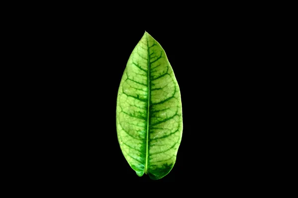 Hoja Verde Aislada Sobre Fondo Negro — Foto de Stock