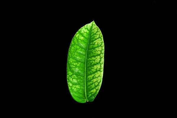 Hoja Verde Aislada Sobre Fondo Negro — Foto de Stock