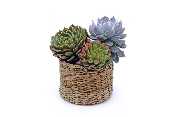 Belle Succulente Cesto Isolato Sfondo Bianco — Foto Stock