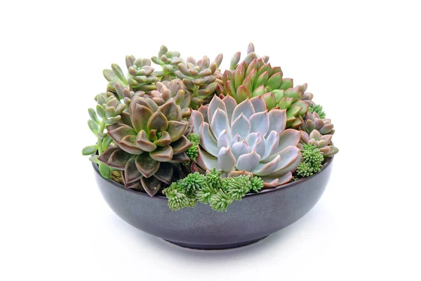 Beautiful Succulents Ceramic Bowl Isolated White Background — Stock Photo, Image