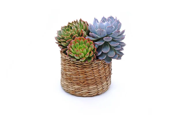 Belle Succulente Cesto Isolato Sfondo Bianco — Foto Stock