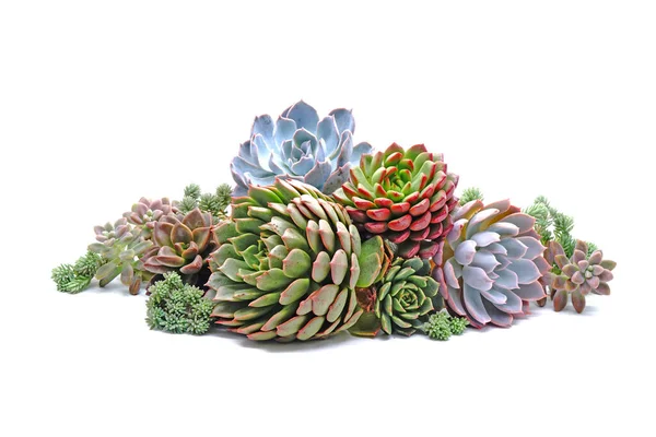 Belle Succulente Isolate Sfondo Bianco — Foto Stock