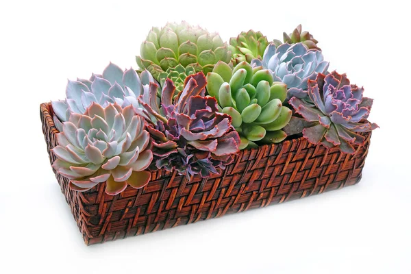 Belle Succulente Cesto Isolato Sfondo Bianco — Foto Stock